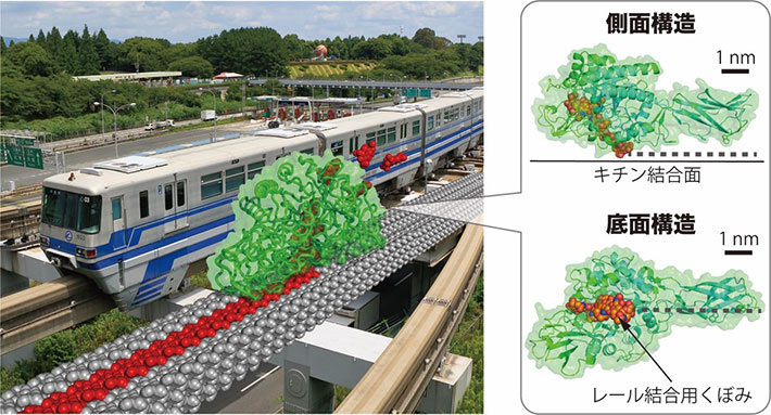 モノレールカーとキチナーゼ(キチナーゼは約10億倍拡大)