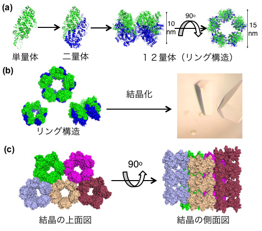 Rubiscoの12量体リング構造(a)とその結晶(b)、結晶内の分子の配列構造(c)