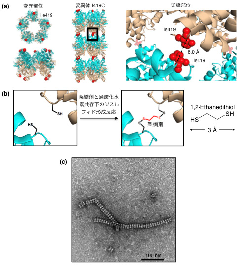Rubisco結晶内の隣接残基の位置(a)、架橋剤存在下のジスルフィド形成反応(b)、結晶から溶かし出されたチューブ構造(c)