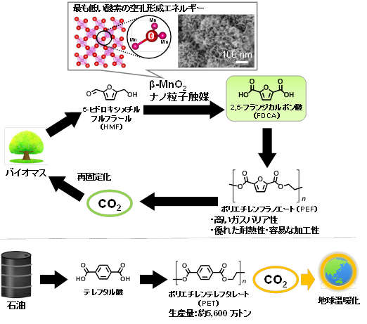 図1. (上)バイオマス資源からのポリエチレンフラノエート(PEF)合成ルート。本研究で新規に開発したβ-MnO2ナノ粒子触媒が、HMFからFDCAへの酸化反応を効率的に促進する(下)化石資源からのポリエチレンテレフタレート(PET)合成ルート。PET生産量は非常に多いため、バイオマス資源からの合成ルートに置き換えることができれば飛躍的なCO2排出抑制につながる
