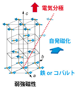 図1. コバルト酸鉄酸ビスマスの磁気構造の模式図。スピンが傾斜しているため、磁化は打ち消し合わずに、自発磁化が電気分極に直交した方向に現れる。