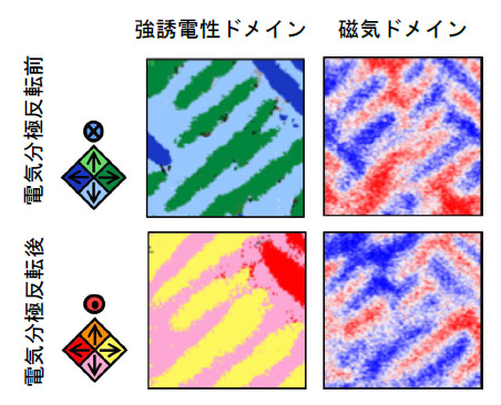 図2. 電気分極反転前(上)と電気分極反転後(下)のコバルト酸鉄酸ビスマス薄膜の室温における圧電応答顕微鏡像(左)と磁気力応答顕微鏡像(右)。それぞれ、強誘電ドメイン構造と磁気ドメイン構造に対応する。色は、それぞれ電気分極の薄膜面内成分および磁化の薄膜面外方向の成分を表している。上左図の強誘電ドメインが寒色であることは、電気分極の面外成分が紙面の奥方向を向いていることに対応する。下左では電気分極の方向が反転したため、強誘電ドメインの色が暖色に変化している。また、右上下を比較すると、電気分極の反転により、磁化の面外成分が反転していることがわかる。