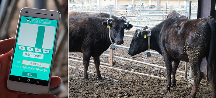 図2. 実験風景の様子(信州大学農学部附属AFC農場にて)