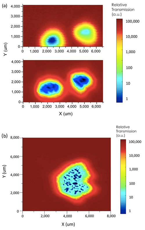 本デバイスを利用したマウス臓器の高解像度テラヘルツ透過イメージング。（a）従来手法（低解像度）でのマウスの尾の画像イメージング測定結果（上図）。本デバイスを利用したマウスの尾のテラヘルツイメージング測定（下図）。（b）本デバイスを利用したマウスの肺断面のテラヘルツイメージング測定。