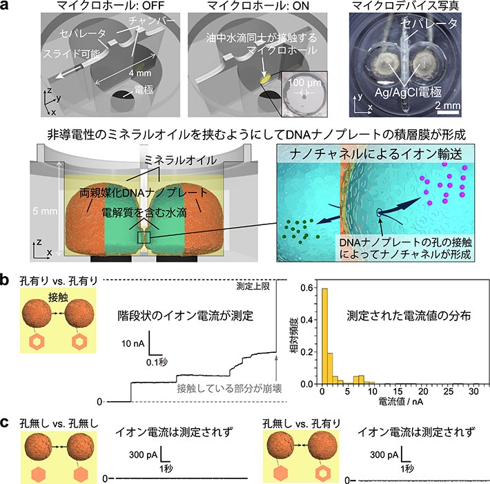 （a） DNAナノプレートで覆われた微小カプセル間のイオン電流を測定するために作製したマイクロデバイスの模式図。油中水滴を作るための2つの円柱状のくぼみが、直径100 µmのマイクロホールがあるセパレータで分割されている。くぼみの底には電極が取り付けられており、外部から電圧の制御が可能である。孔有りDNAナノプレートで覆われた油中水滴を、マイクロホール内でミネラルオイルを挟むようにして接触させると、DNAナノプレートの孔がつながり、この孔（ナノチャネル）を通ってイオンが輸送される。（b）孔有りDNAナノプレートを接触させた場合、階段状のイオン電流が測定され、ナノチャネルの形成が確認された。（c）微小カプセルの少なくとも一方に孔無しDNAナノプレートを用いた場合、接触させてもイオン電流は測定されなかった。
