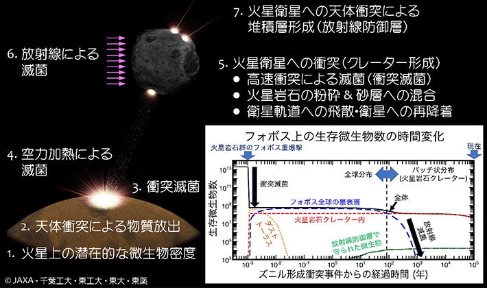 本研究で検討した火星上のズニルクレーター形成衝突事件からの時系列と物理過程。火星上の潜在的細胞数は、地球上で最も火星の環境に近い南極の永久凍土地帯における細胞密度を参考に推定しました。ズニル形成衝突を3次元の数値衝突計算で再現し、その放出物の軌道進化を解析的に計算することで、火星衛星への物質輸送量を推定しました。滅菌過程については先行研究で最も耐性のある微生物のデータを参照し、火星衛星への衝突時の衝突滅菌率、その後の放射線による滅菌率を計算しました。図はフォボスの例です。最後に、現在における火星衛星上の生存細胞数をもとに、MMXで計画されているコア型の砂層採集システムを使用した場合に生存している微生物が採集される確率を計算しました。