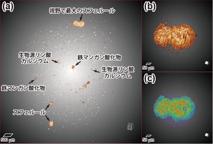 オスミウム濃度が最も高く、オスミウム同位体比が最も低いピストンコア試料の（a）3次元X線顕微鏡画像。数十μm～数百μmサイズのスフェルールが多数散見される。（b）、（c）は視野の中で最大のスフェルールを拡大した画像で、カラースケールが異なる。