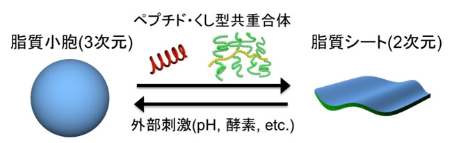 人工シャペロンにより脂質二重膜の2次元/3次元構造の高効率で可逆的な変換に初めて成功