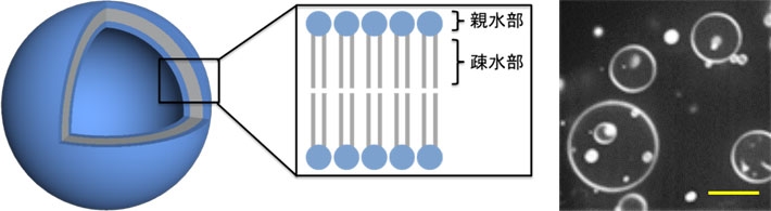 脂質小胞の模式図と共焦点顕微鏡による観察像(スケールバー : 10 μm)