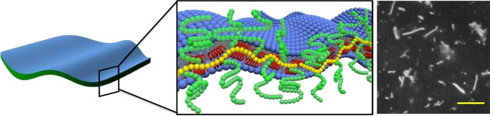 E5ペプチド(赤色)/PAA-g-Dex(黄色、緑色)複合体の自己集合による脂質シート形成(スケールバー : 10 μm)