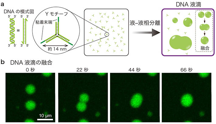 図1. (a) YモチーフとDNA液滴の概念図。Yモチーフの粘着末端の塩基配列を適切に設計すると、Yモチーフが液-液相分離により液滴状に集合する。(b) 水中に形成されたDNA液滴が融合する様子を撮影した連続写真。2つの液滴が衝突すると、一つに融合する様子が観察された。