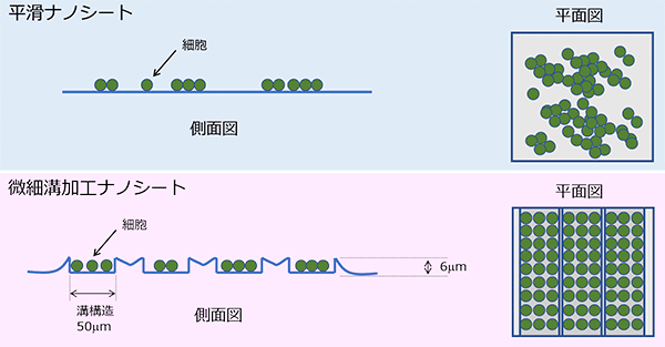 図1. ナノシート培養基材上の神経細胞の分布（模式図）