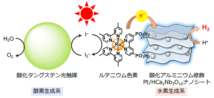 図2. 酸化アルミニウム修飾Pt/HCa2Nb3O10ナノシートとルテニウム色素を組み合わせた複合材料を水素生成光触媒とした、水の可視光完全分解システム。酸化タングステン系光触媒を酸素生成系に用い、ヨウ素系電子伝達剤(I3-/I-)で水素/酸素生成系間の電子伝達を行っている。