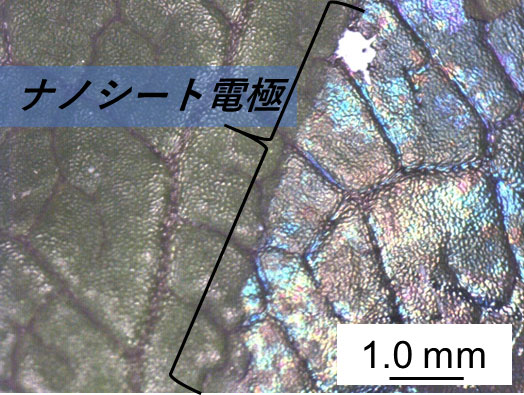 図1. 植物葉面上にナノレベルで追従したナノシート電極(Bulletin of the Chemical Society of Japan. の論文中のFigure 1dを改変の上転載)