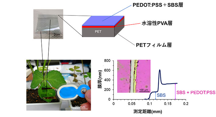 図2. 基材となるPETフィルムからナノシート電極を剥離する前の3層構造(上)と、ナノシート層に用いられたPEDOT:PSSとSBSの2層構造を示した膜厚プロファイルデータ(右下)、および、より小さな植物葉に貼付した状態(左下)(Bulletin of the Chemical Society of Japan. の論文中のFigure 1a,3a,4dを改変の上転載)