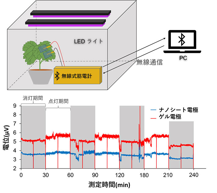図4. 構築した測定システムの模式図(上)とLEDライトによって30分おきに光条件を変更した際の植物生体電位図(下)(Bulletin of the Chemical Society of Japan. の論文中のFigure 2b,5cを改変の上転載)