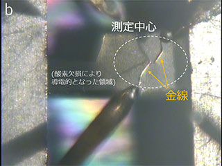 (b)実際の電気伝導測定中の試料と探針の拡大画像。基板上で、左よりの黒ずんだ部分は酸素欠損が蓄積して導電性がある領域である。そこで独立駆動機構を用いて右寄りの領域で測定を行っている。この写真では2本の探針を試料に接触させており、先端の金線がよく見える。