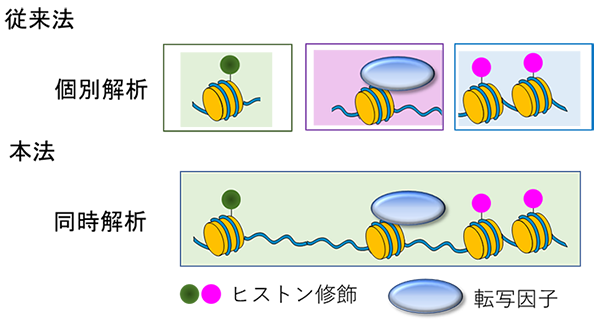 従来は複数のエピゲノム情報を個別で解析していたが(上図)、本法mtChILでは、同時に複数のエピゲノム情報を解析できる。