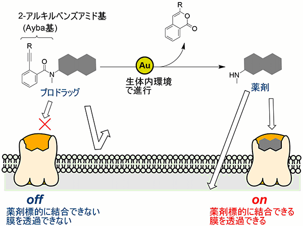 金触媒による生体直交型反応とプロドラッグへの応用