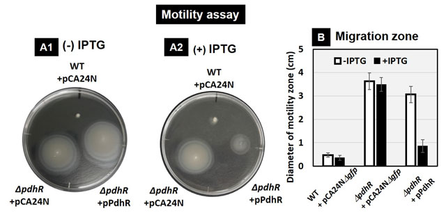 図3. PdhRが運動性に与える影響。軟寒天培地上での大腸菌の運動性試験結果(A)とその比較(B)。
