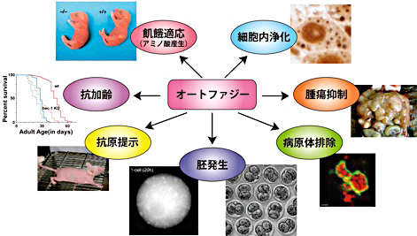 オートファジー